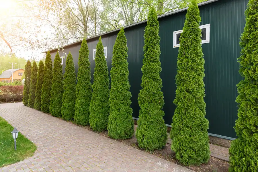 Reliable Landscaping Contractor in Wailuku, HI