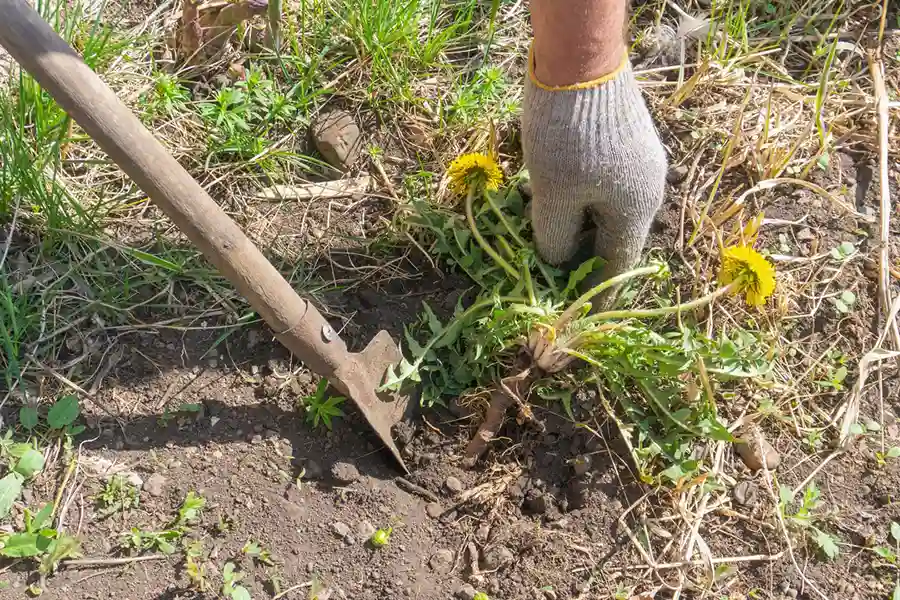 Reliable Lawn Maintenance Lawn Maintenance