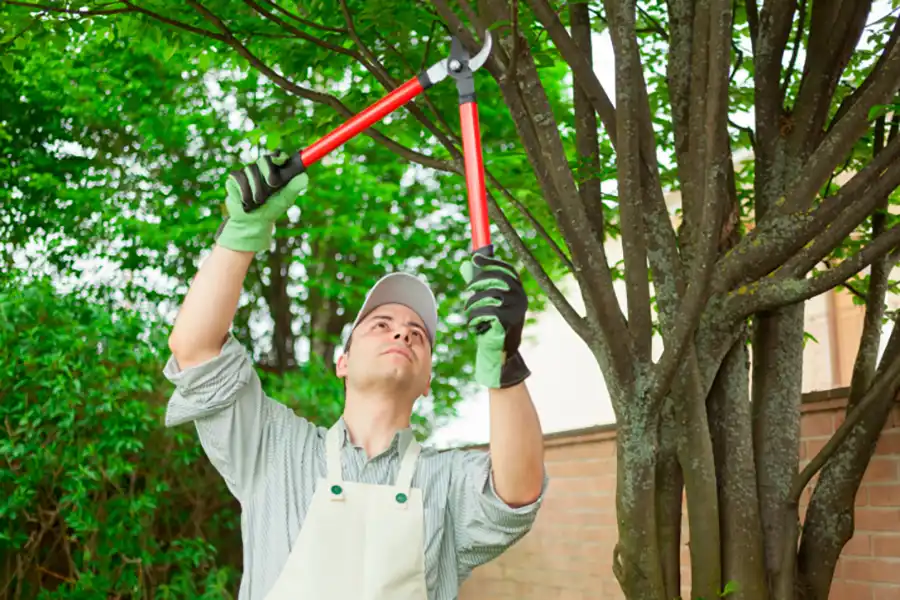 Reliable Tree Trimming Tree Trimming